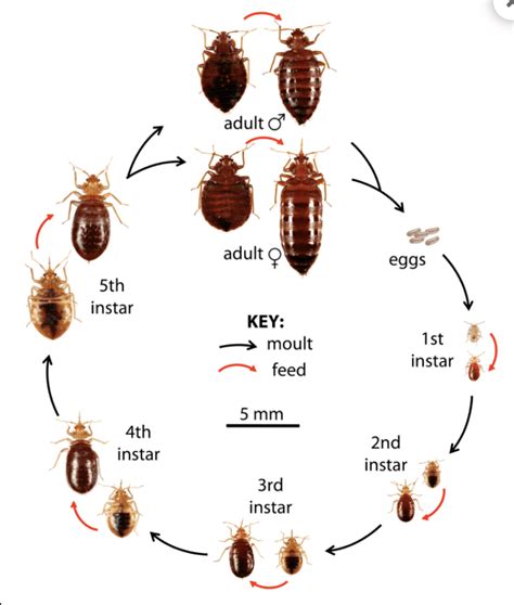 bed bug naked eye|Bed Bugs Appearance and Life Cycle 